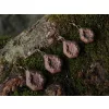 Delphin CyberBARBED Loodgewicht 80g