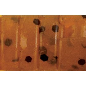   Rapture ULC Alien Craw 2.5cm 0,5grr Green Pump. Zacht Rubber Aas 12 stuks