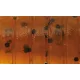Rapture ULC Krekel 3,3cm 1gr Green Pumpkin BF Zacht rubberen kunstaas 8 stuks