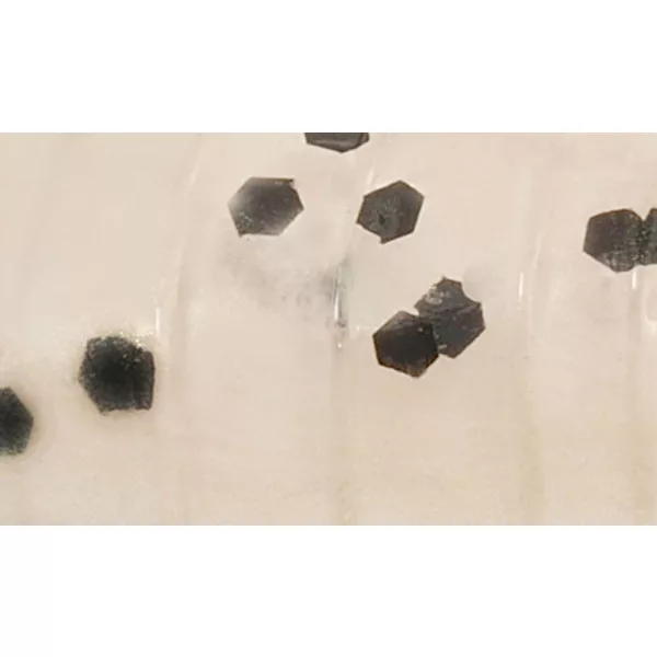 Rapture ULC Krekel 3,3cm 1gr Parel Blauw Zacht rubberen kunstaas 8 stuks