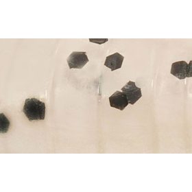   Rapture ULC Water Shrimp 6,2cm 1gr Pearl Blue Zacht rubber aas 8st