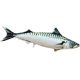 EnergoTeam The Atlantic Mackerel 60cm Viskussen