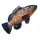 EnergoTeam The Dusky Grouper 100cm Viskussen