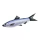 EnergoTeam The Herrings-Sardines 37cm Vissenkussen