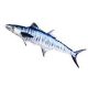 EnergoTeam The Mackerel Spanish 102cm Viskussen