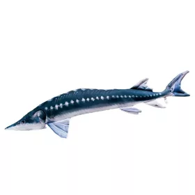 EnergoTeam The European Sturgeon 36cm Viskussen