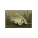 Delphin CatchME! Deurmat Karper