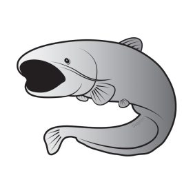 Delphin Zelfklevende meerval SILVER