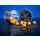 BaitBait Tüzes Barack 16mm Fluo Pop Up 50gr