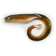 Black Cat Mega Curl Tail Eel 22cm 29gr Plastic kunstaas