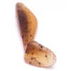Iron Claw Belly Boy BP 5cm Plasztik Csali