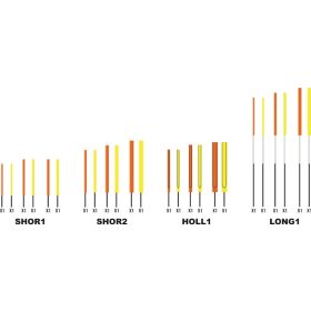  Garbolino WAGGLER COMPETITION SP W13 - CARBON antenne set /2-3-4 mm/