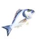 EnergoTeam The Gilthead Sea Bream 60cm Viskussen