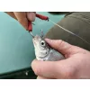 Haldorádó Catfish Rig 4 Live Bait Meerval Onderlijn ˝Haarmontage˝ 180cm