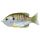 Livetarget Sunfish Walking Bait Natuurlijk/Olijf Bluegill 7,5cm 12gr Zonnebaars Kunstaas