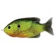 Livetarget Sunfish Walking Bait Fluorescerend Pumpkinseed 7,5cm 12gr Zonnebaars Kunstaas