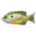 Livetarget Sunfish Walking Bait Natuurlijk/Groen Bluegill 7,5cm 12gr Zonnebaars Kunstaas