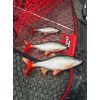 Fox Rage Ultra Realistic Roach Replicant Voorn Plastic Kunstaas 18cm 80gr