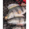 Fox Rage Ultra Realistic Perch Replicant Baars Plastic Lokmiddel 10cm 22gr