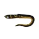 Fox Rage Slick Eel Burbot 42cm Plasztik Csali 8db