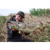 Fox Rage Bulk Loaded Zander Pro Shads UV Perch 10cm 4/0 10gr Plastic Aas