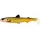 Westin HypoTeez Shadtail 11,5cm 11g Official Roach Plastic kunstaas