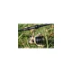 Prowess Wildrunner 6006 Boilie molen