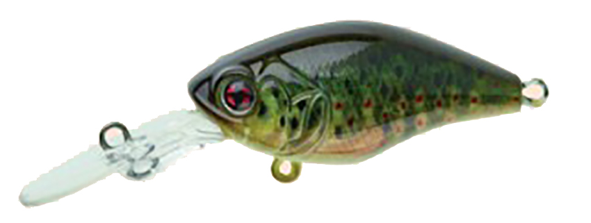 Real Life Fario Trout